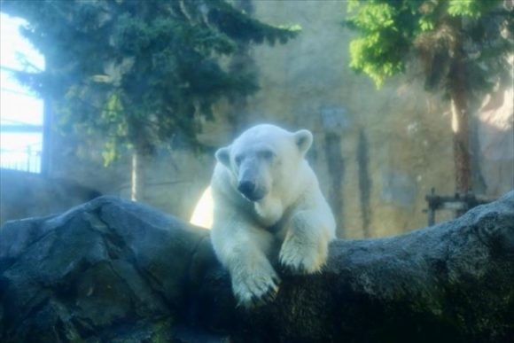 旭山動物園のホッキョクグマ