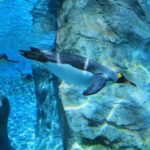 旭山動物園の空飛ぶペンギン
