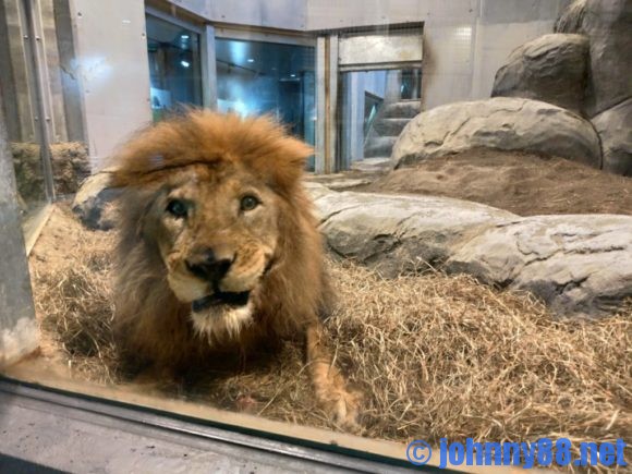 円山動物園のライオン