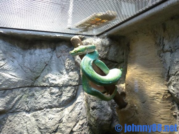 円山動物園の蛇