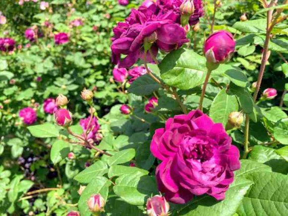 「風のガーデン」の薔薇の庭