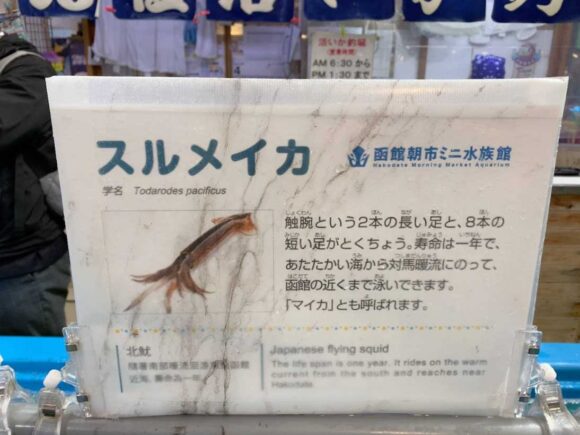 函館グルメおすすめ人気⑤活イカ刺し身
