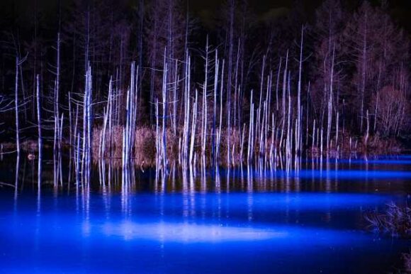 北海道おすすめ観光スポット「美瑛・白金の青い池」