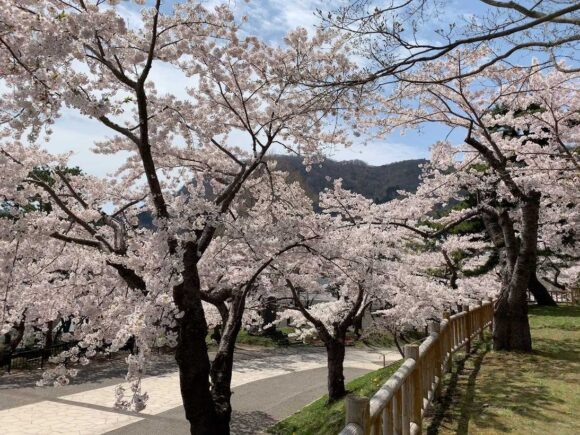 函館公園の桜（花見）おすすめ見頃時期