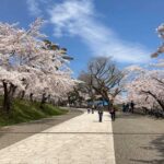 函館公園の桜（花見）の種類やおすすめ見頃時期
