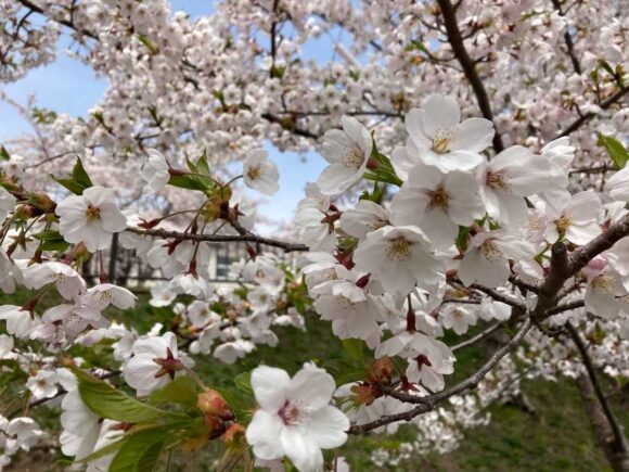函館公園の桜（花見）おすすめ見頃時期